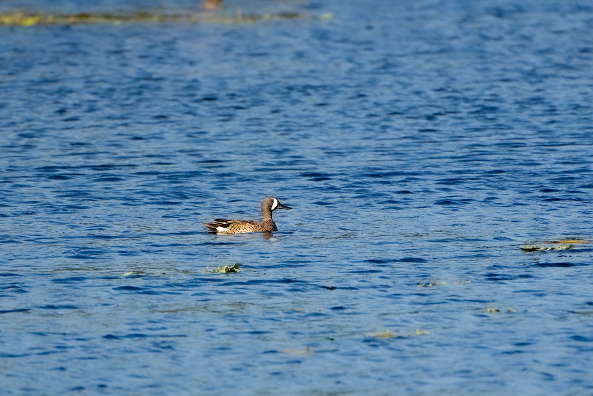 Blue-winged Teal - ML616835719