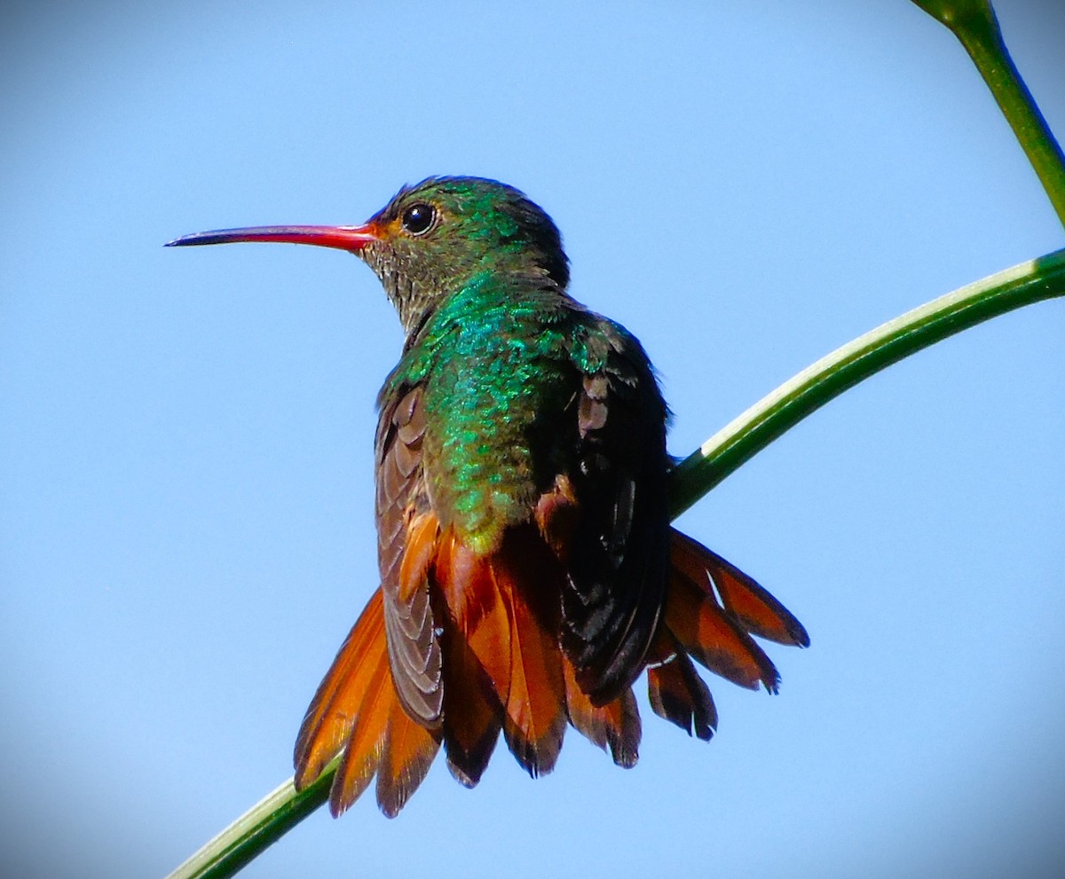 Rufous-tailed Hummingbird - ML616835722