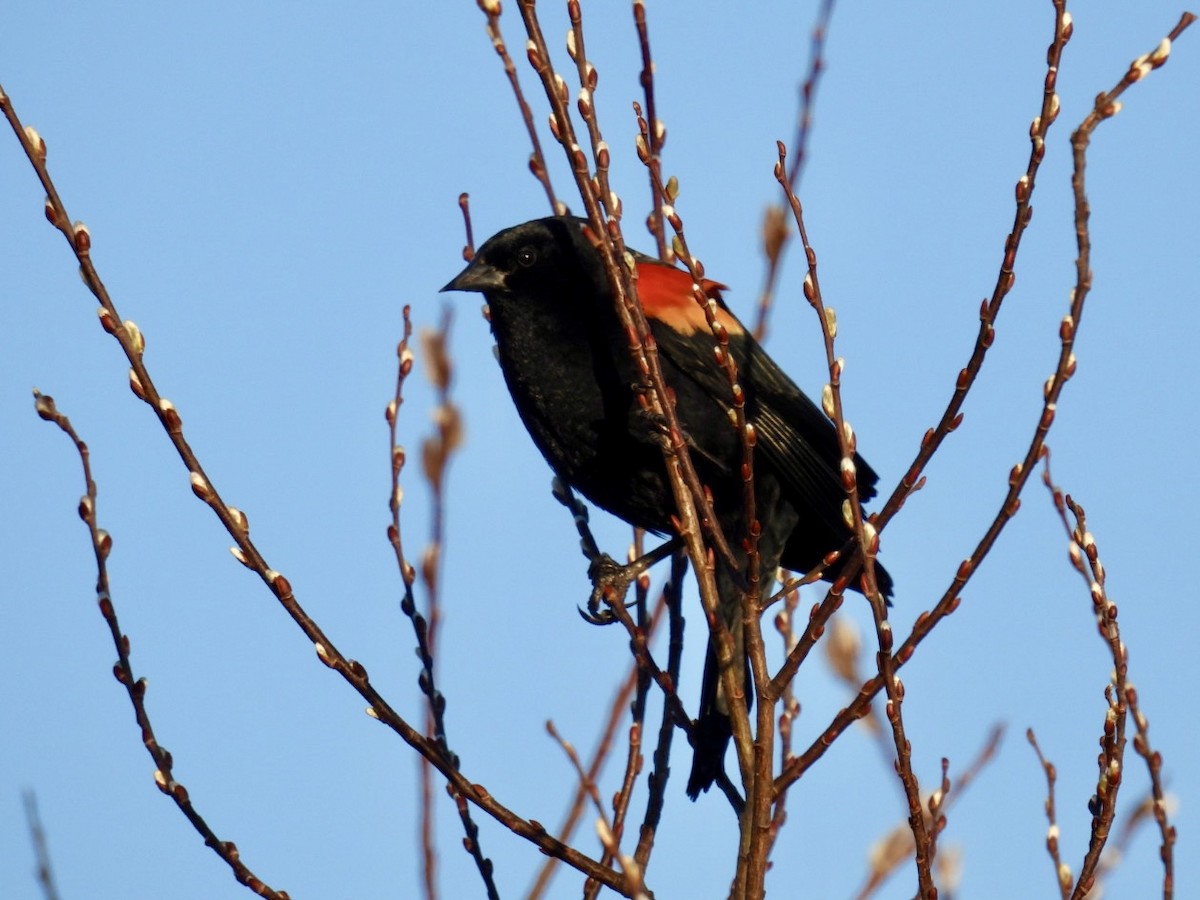 Red-winged Blackbird - ML616835939