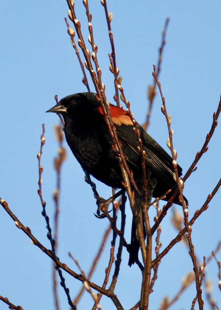Red-winged Blackbird - ML616835940