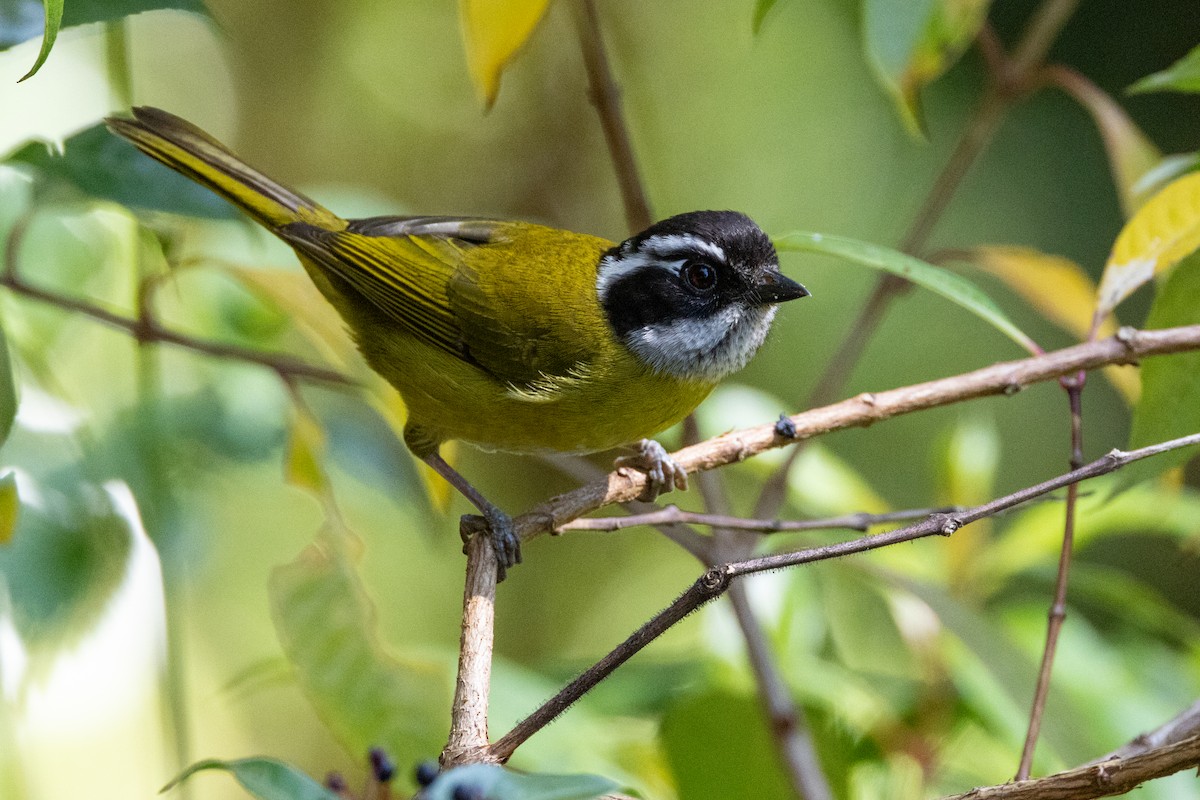Sooty-capped Chlorospingus - ML616835943