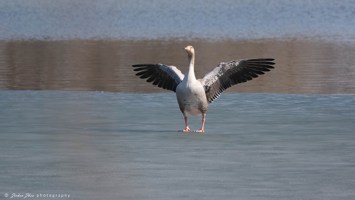 Graylag x Swan Goose (hybrid) - ML616836015