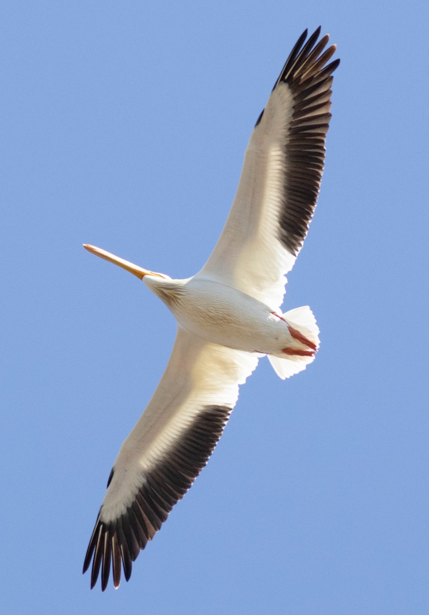 American White Pelican - ML616836028