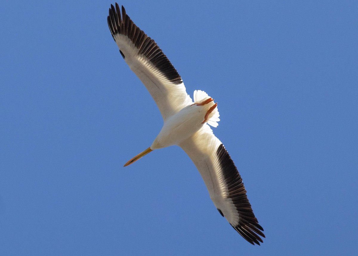 American White Pelican - ML616836030