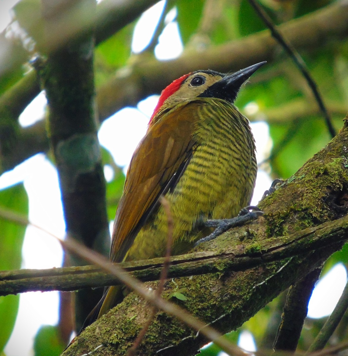 Golden-olive Woodpecker - ML616836061