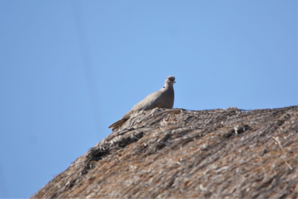 Eurasian Collared-Dove - ML616836076