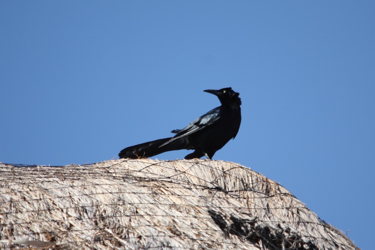 Great-tailed Grackle - ML616836080
