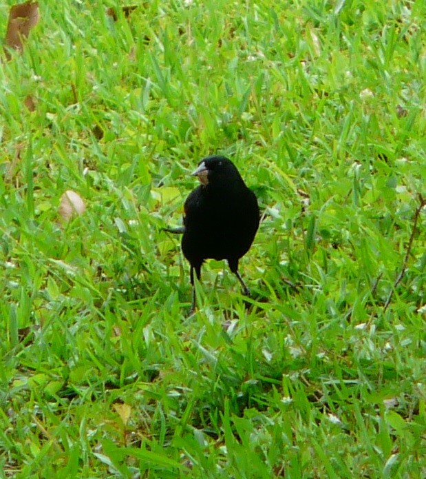Red-winged Blackbird - ML616836131