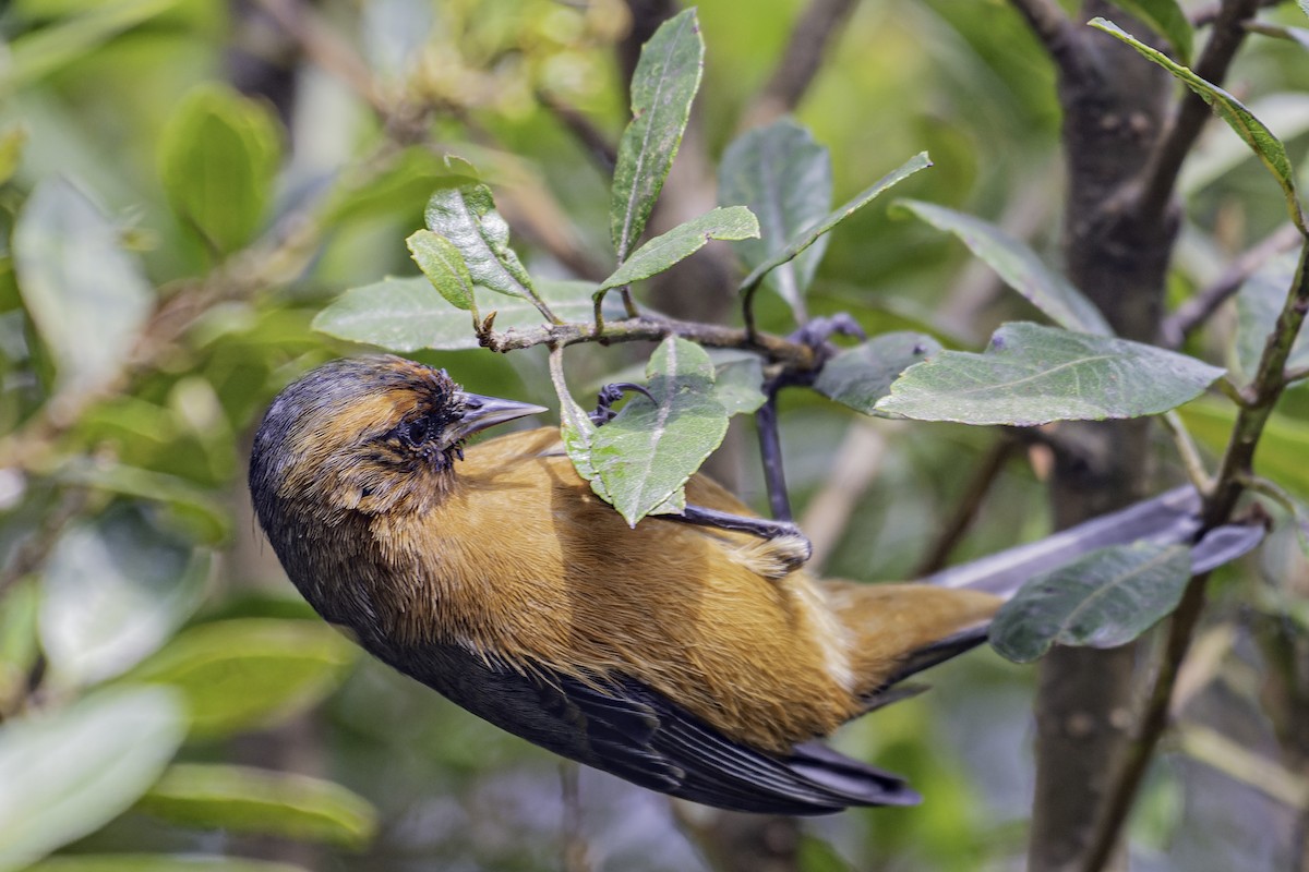 Rufous-browed Conebill - George Roussey