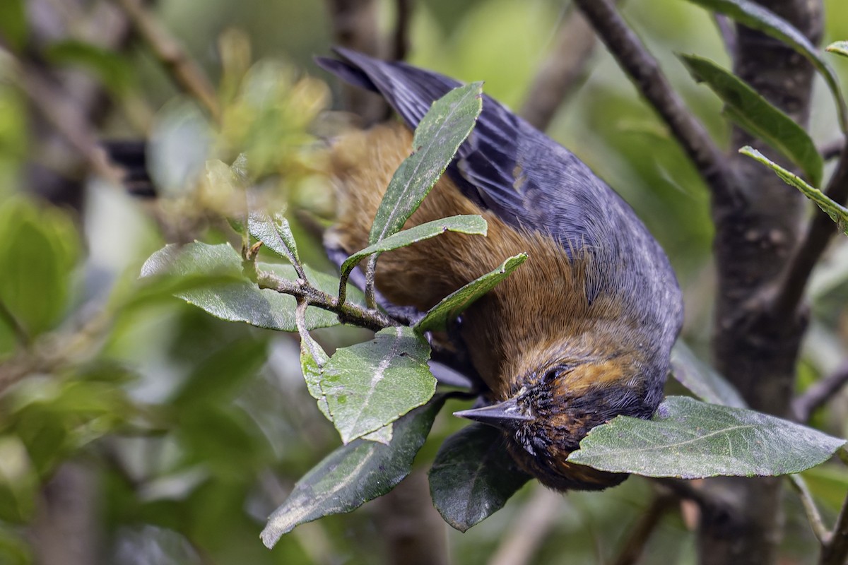 Rufous-browed Conebill - George Roussey