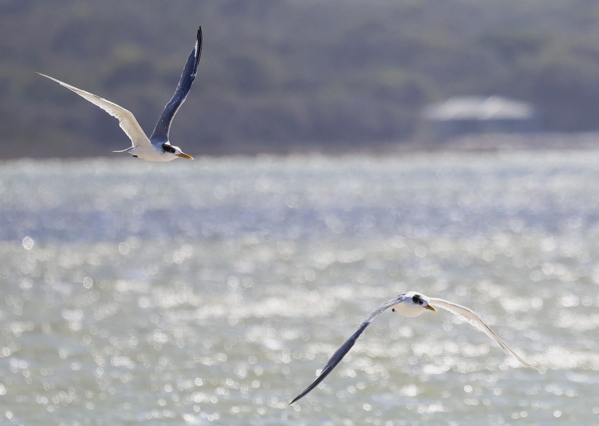 Great Crested Tern - ML616836199