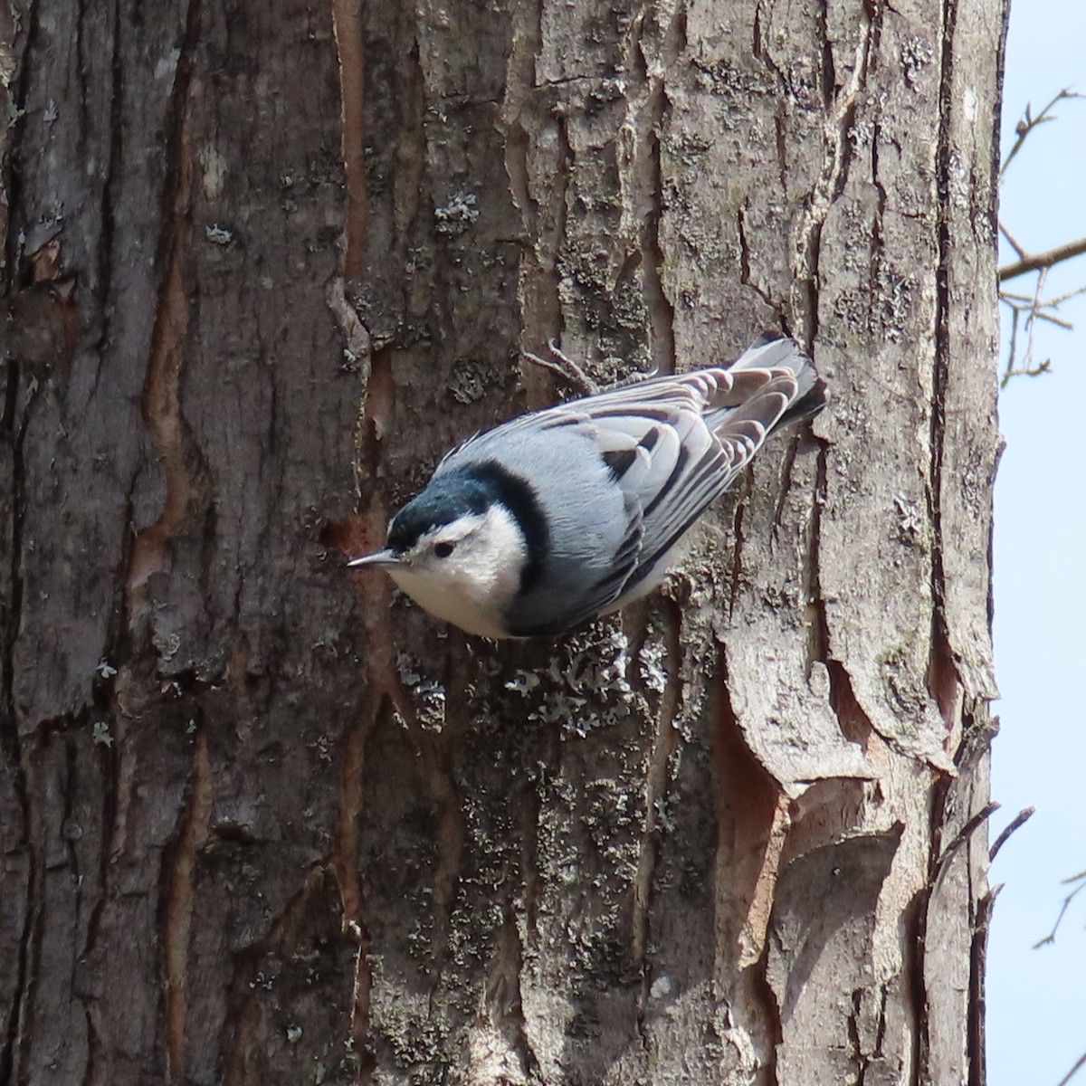 White-breasted Nuthatch - Andrew Stadnyk