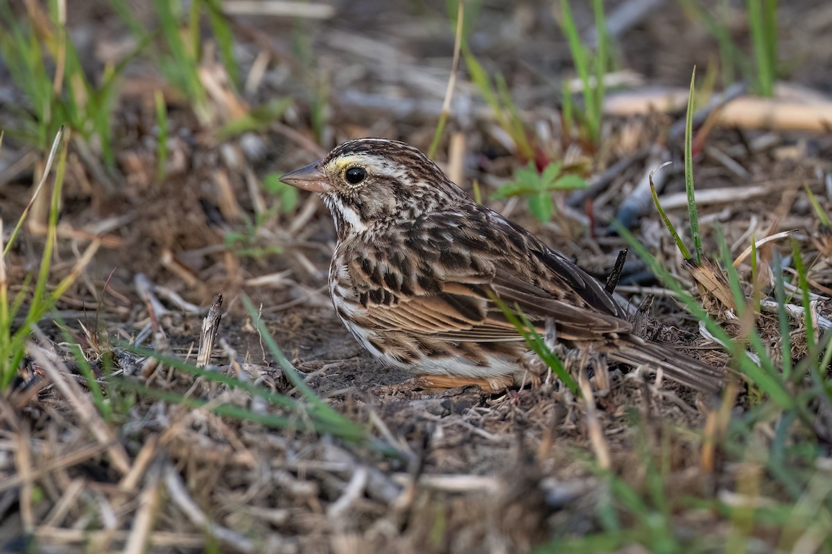 Savannah Sparrow - ML616836418