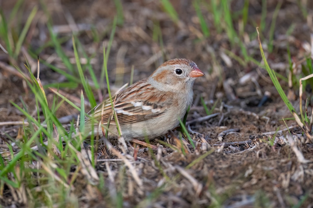 Field Sparrow - ML616836420
