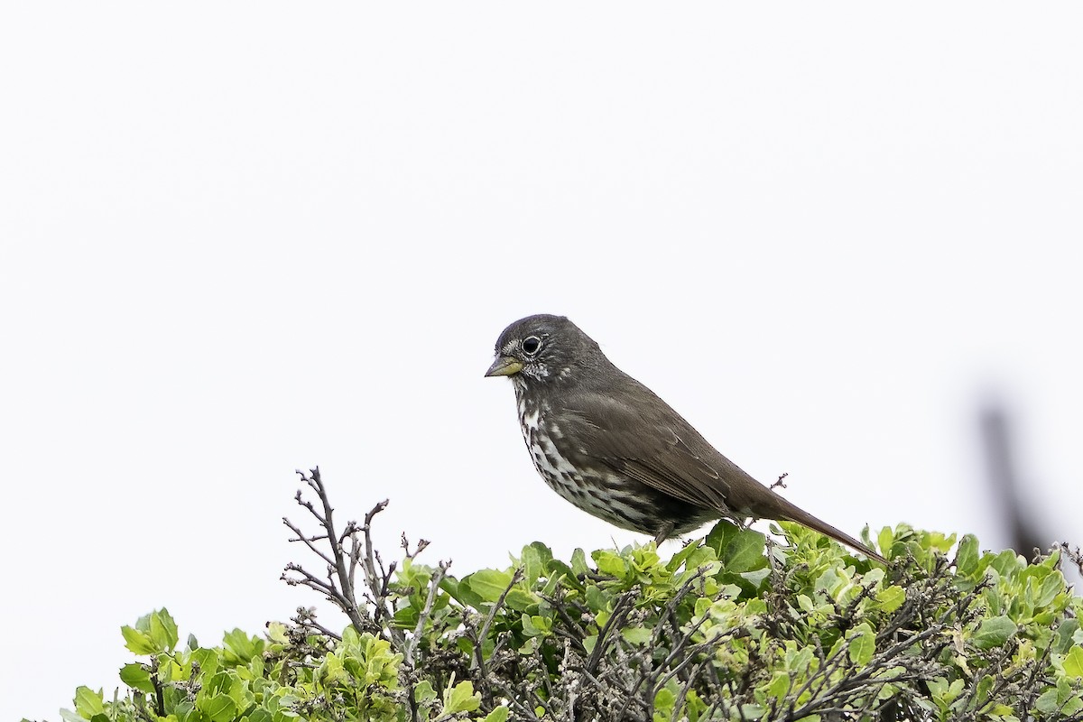 Fox Sparrow (Sooty) - ML616836426