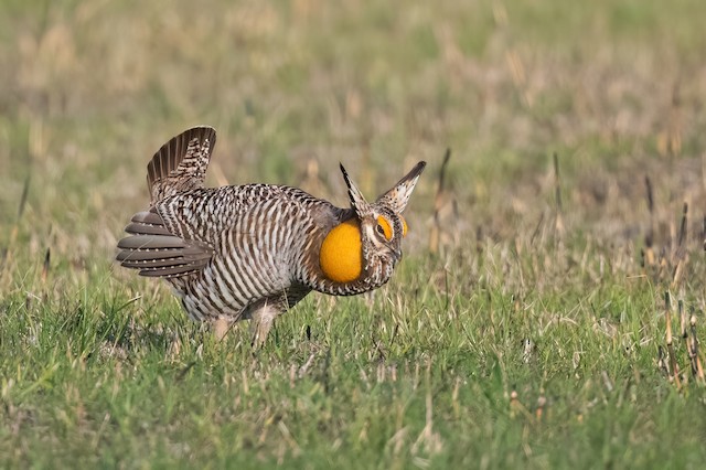 Greater Prairie-Chicken
