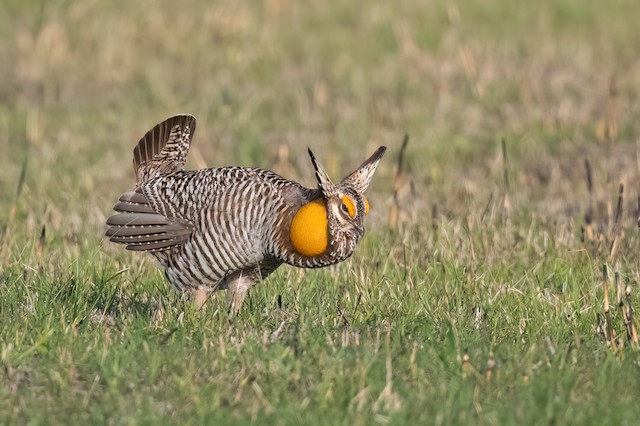 Greater Prairie-Chicken