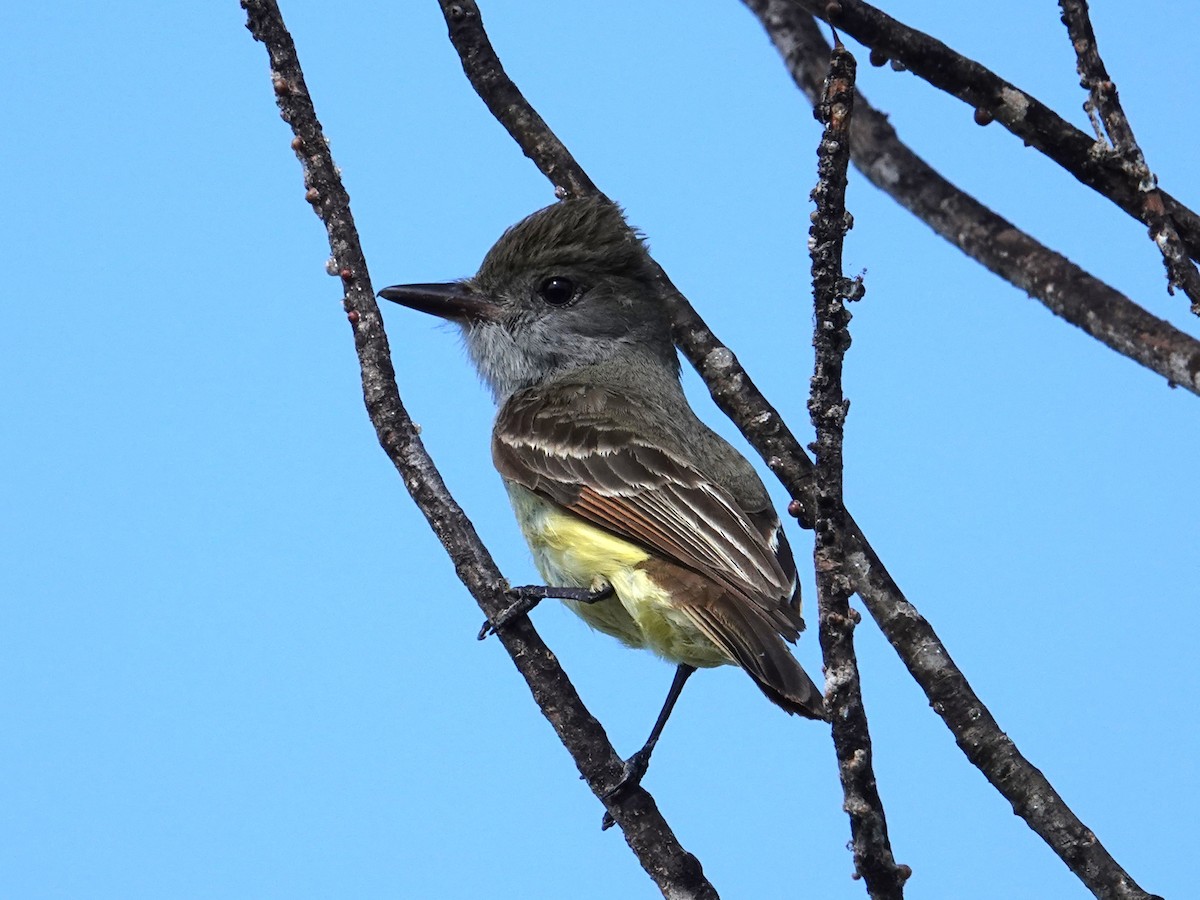 Great Crested Flycatcher - ML616836474