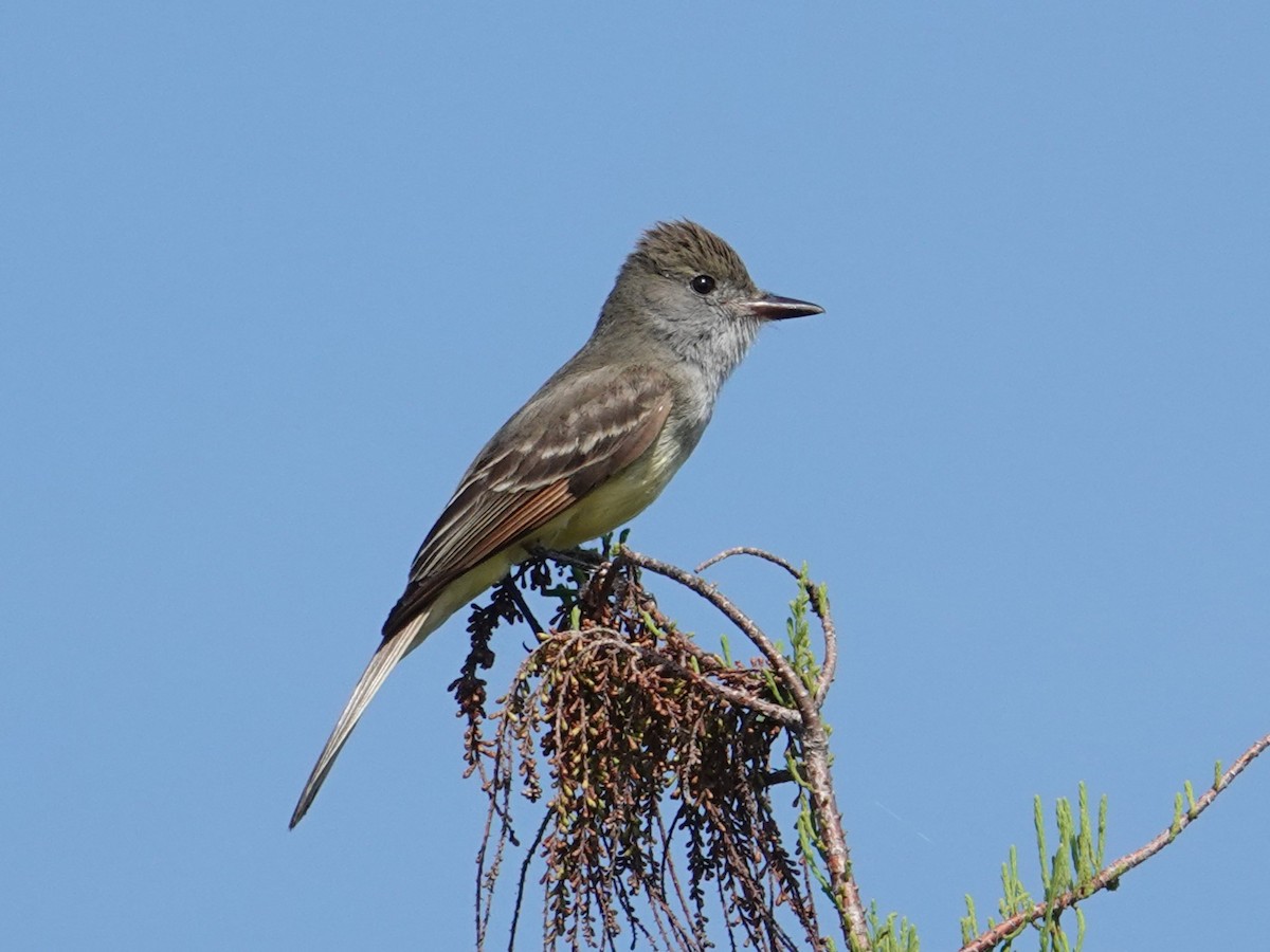 Great Crested Flycatcher - ML616836478