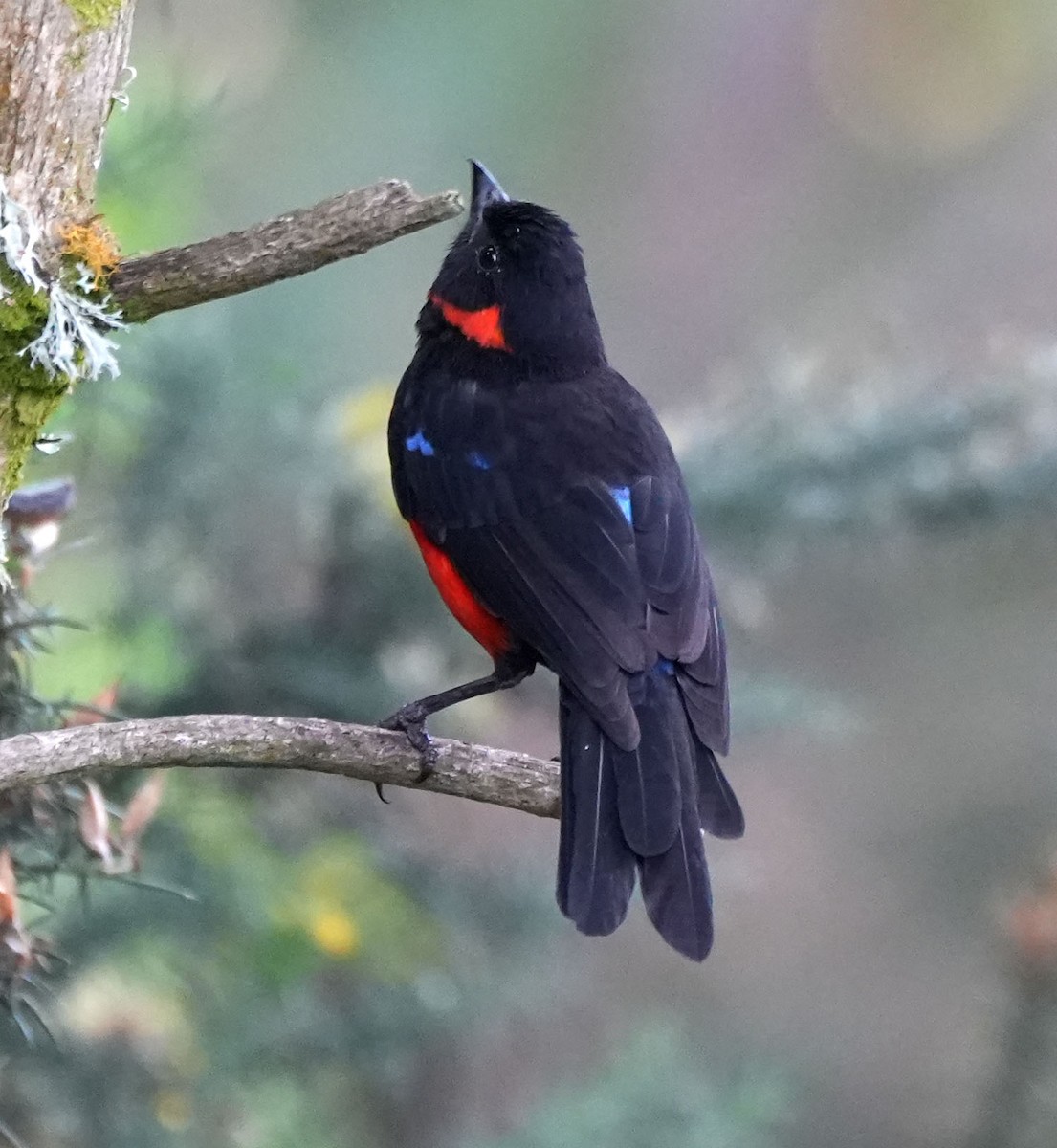 Scarlet-bellied Mountain Tanager - ML616836520
