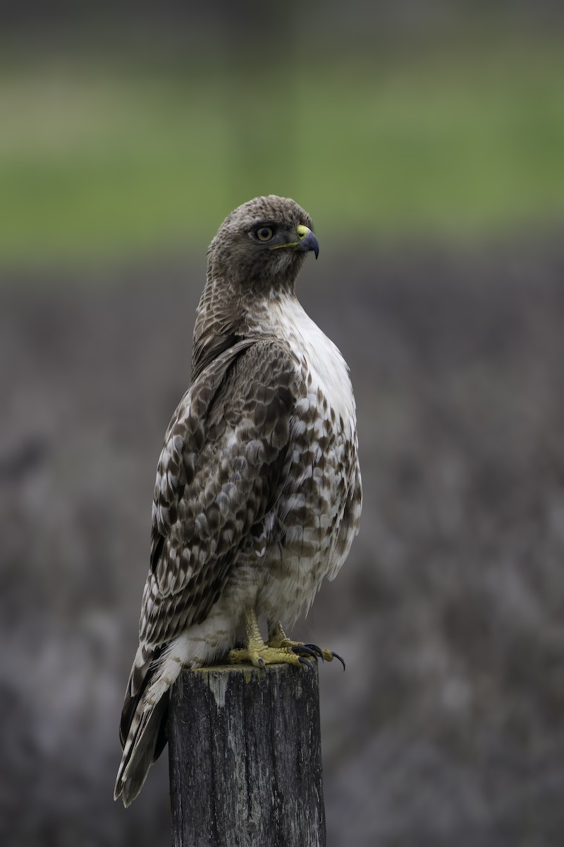 Red-tailed Hawk - ML616836536
