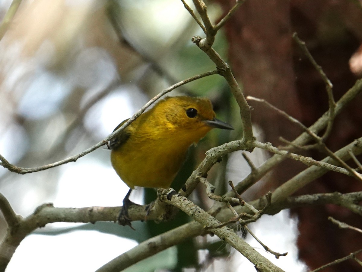Prothonotary Warbler - ML616836601