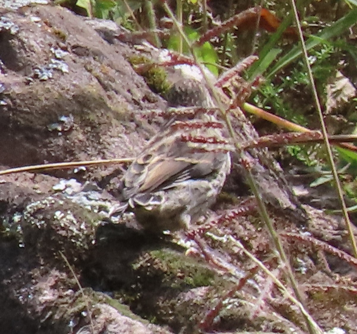 Zimmer's Tapaculo - ML616836659