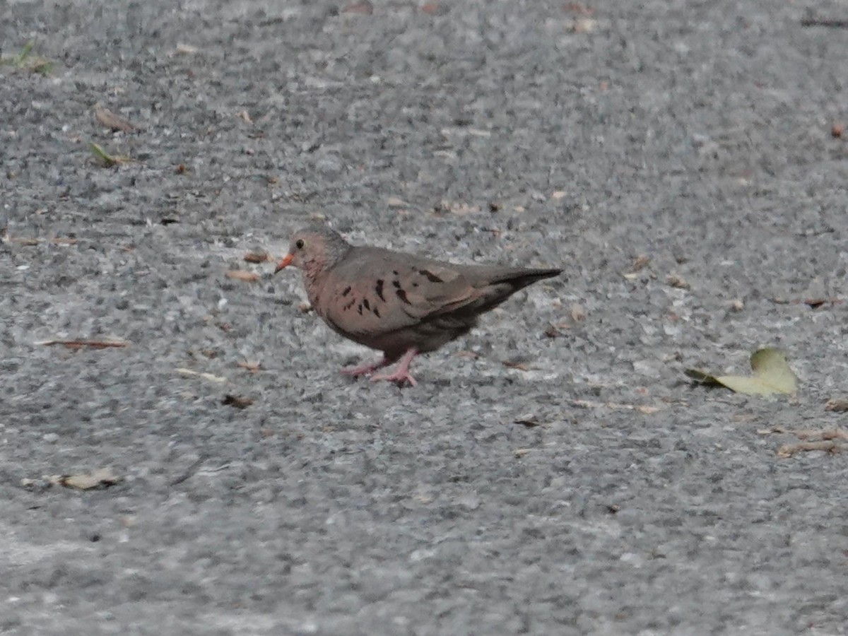 eBird Checklist 2 Apr 2024 Everglades NPFlamingo Campground 7
