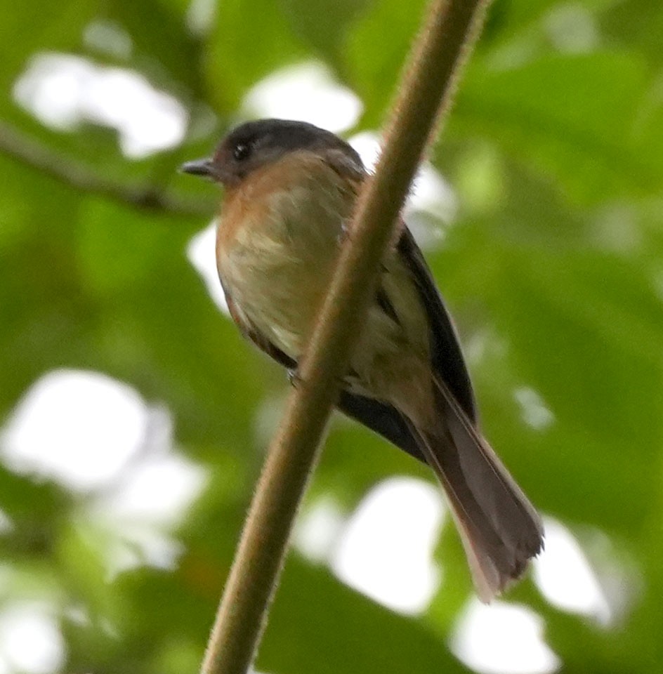 Rufous-breasted Flycatcher - ML616836762