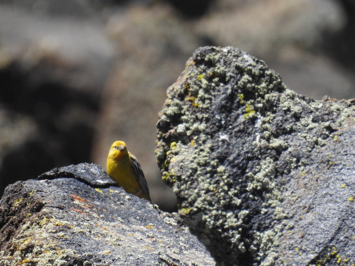 Greater Yellow-Finch - adriana centeno
