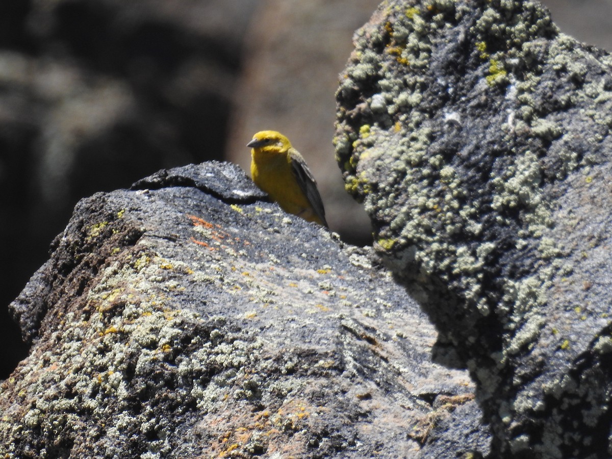 Greater Yellow-Finch - ML616836786