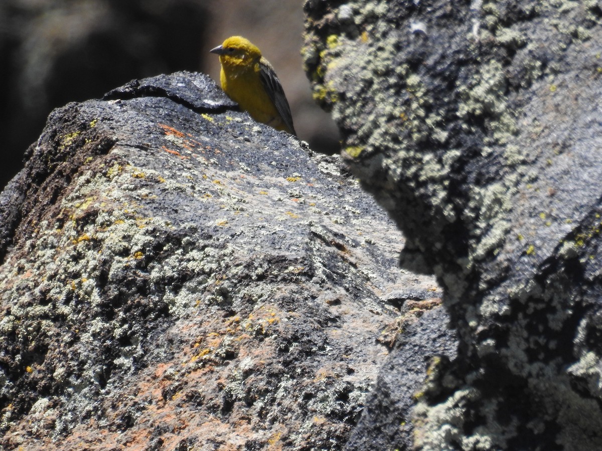 Greater Yellow-Finch - ML616836787