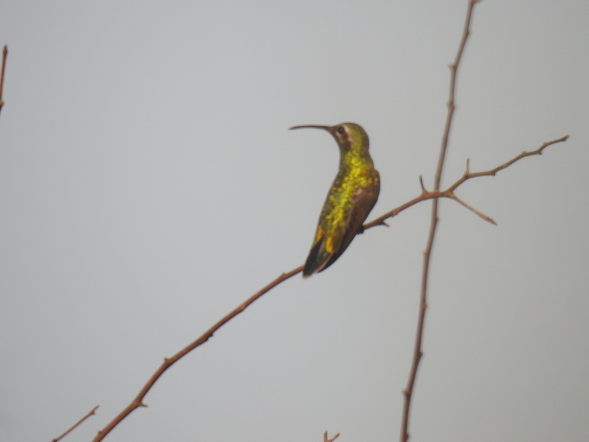 kolibřík rudozobý - ML616836854