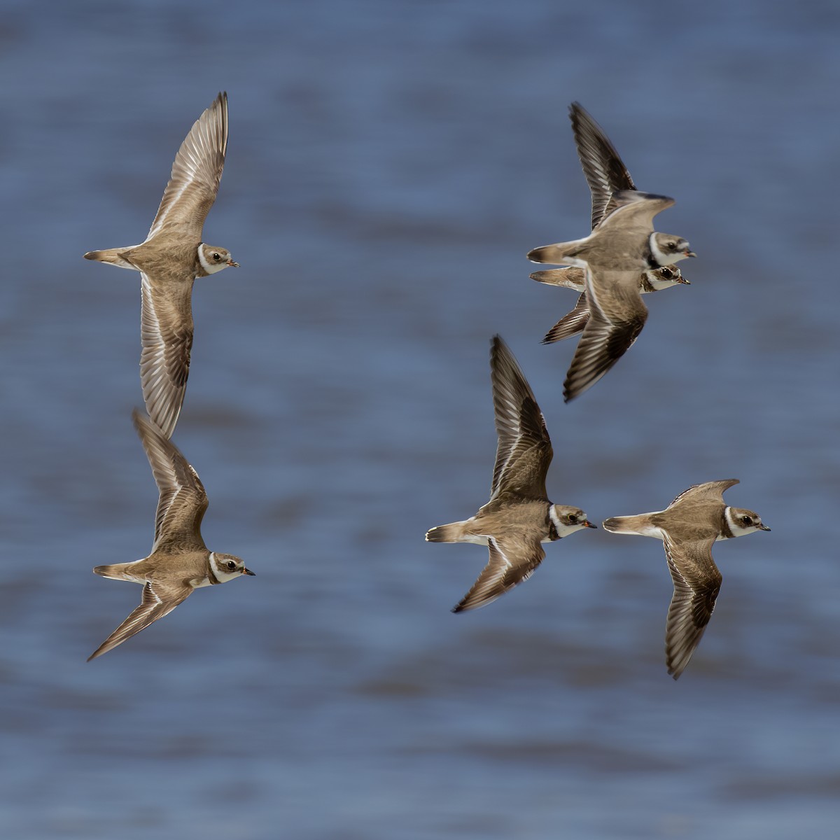 Semipalmated Plover - ML616836875