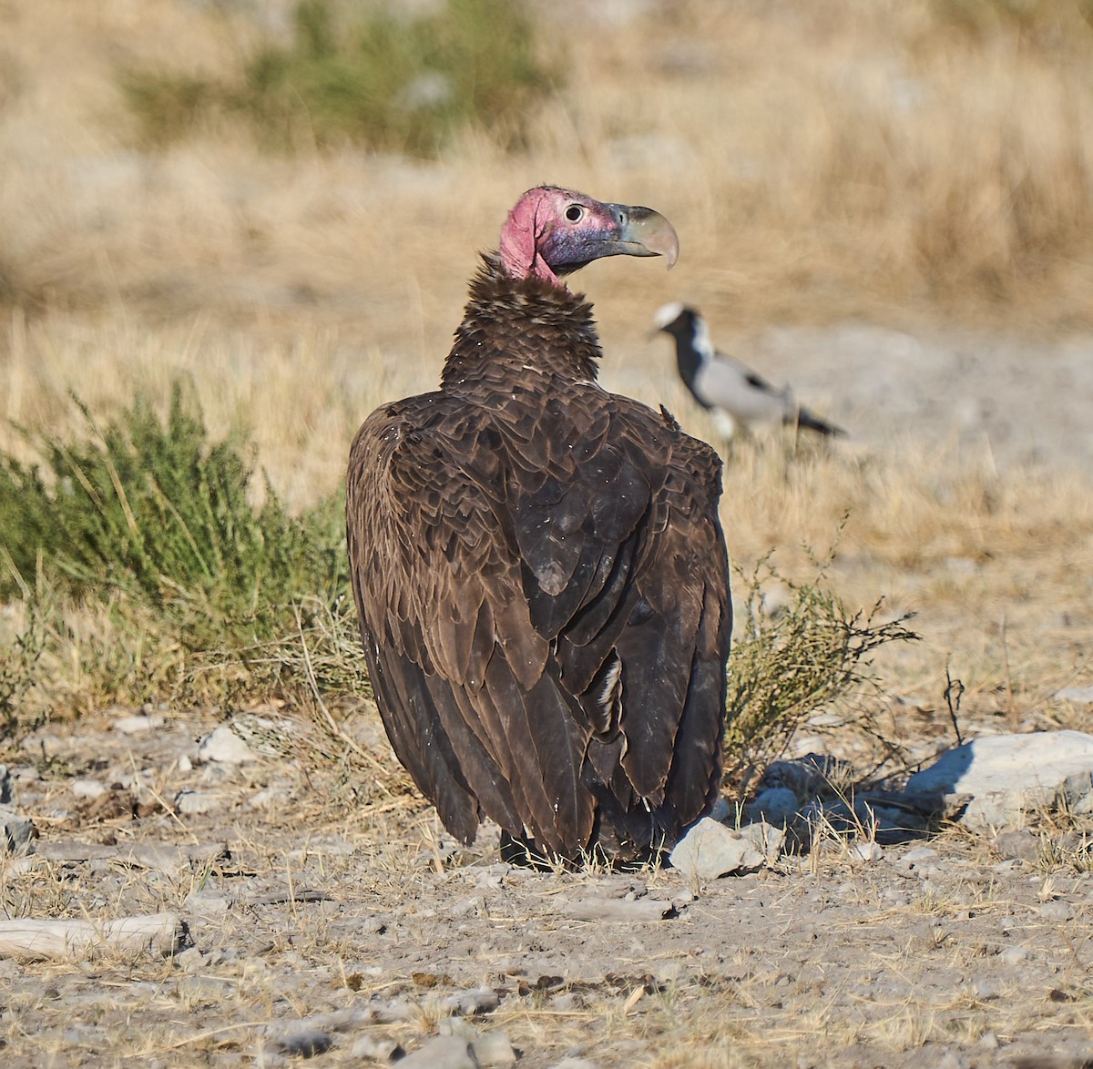Lappet-faced Vulture - ML616836885