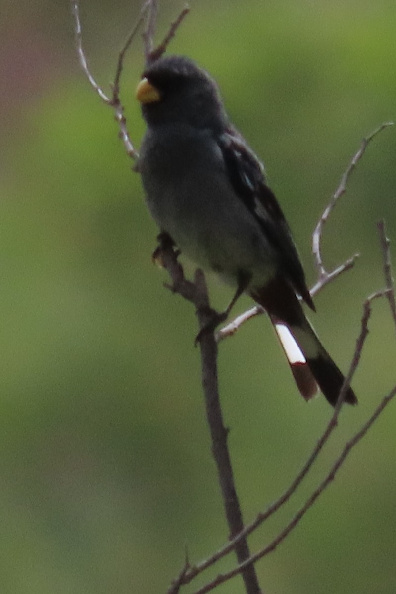 Band-tailed Seedeater - ML616836923