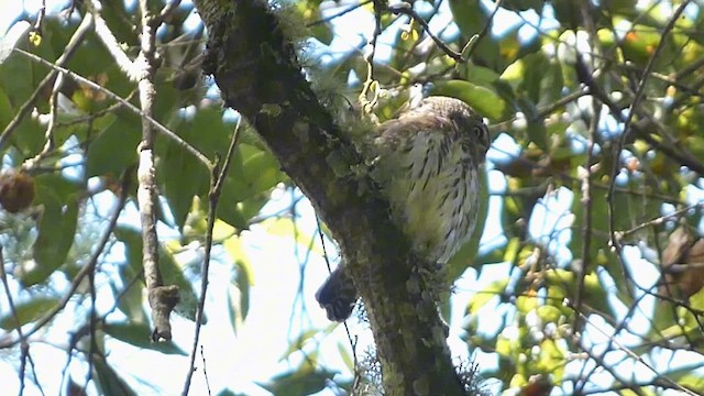 Northern Pygmy-Owl (Guatemalan) - ML616837079