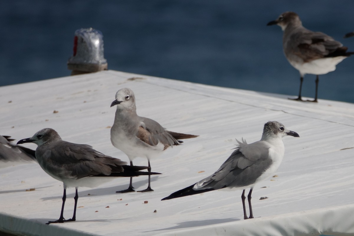 Laughing Gull - Anonymous User