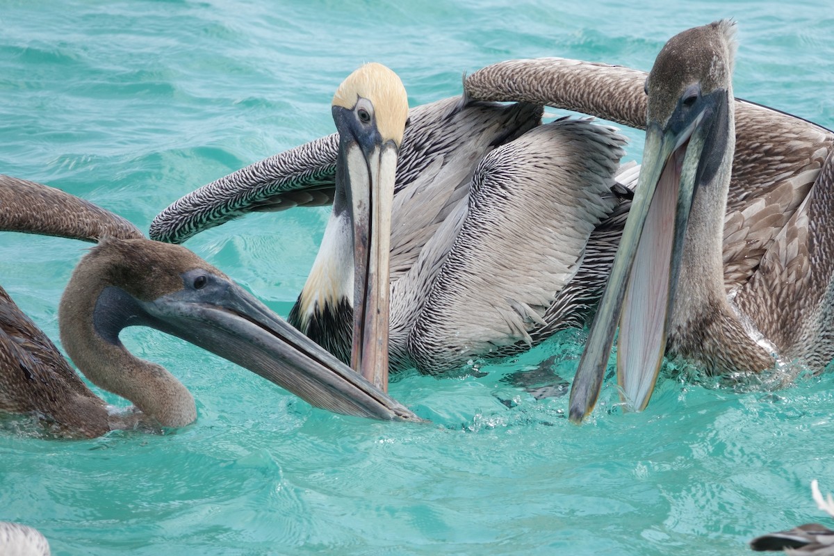 pelikán hnědý - ML616837189