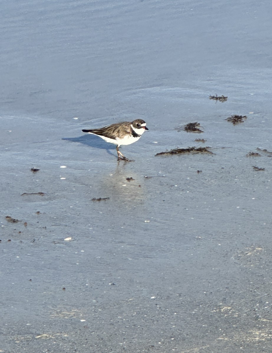 Semipalmated Plover - ML616837349