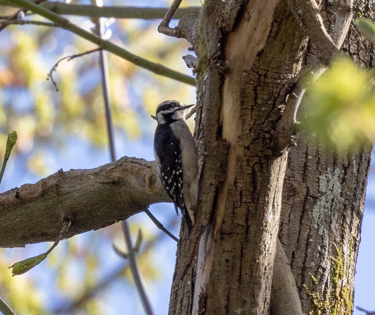 Downy Woodpecker (Pacific) - ML616837379