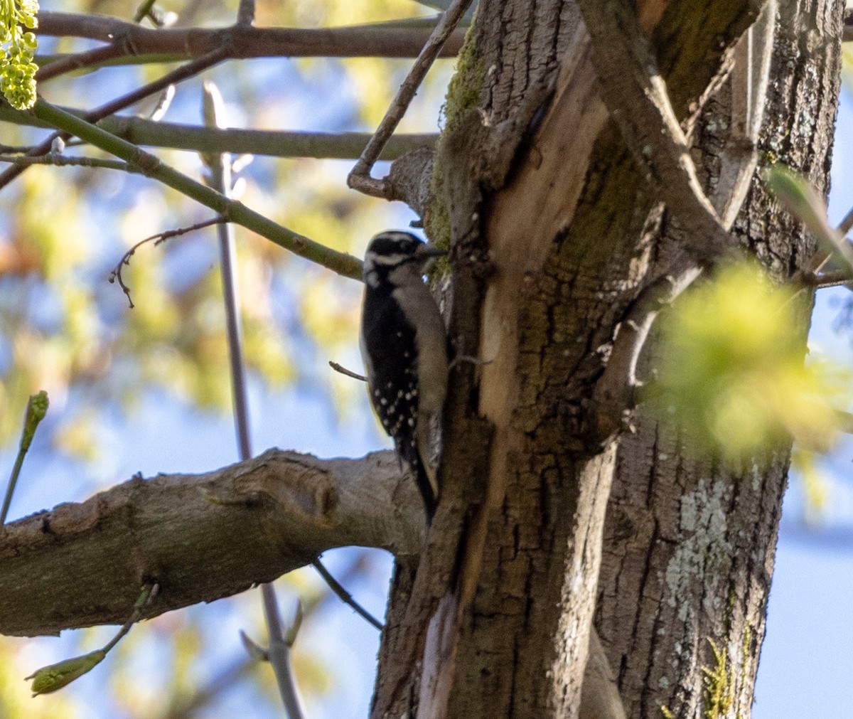 Downy Woodpecker (Pacific) - ML616837380