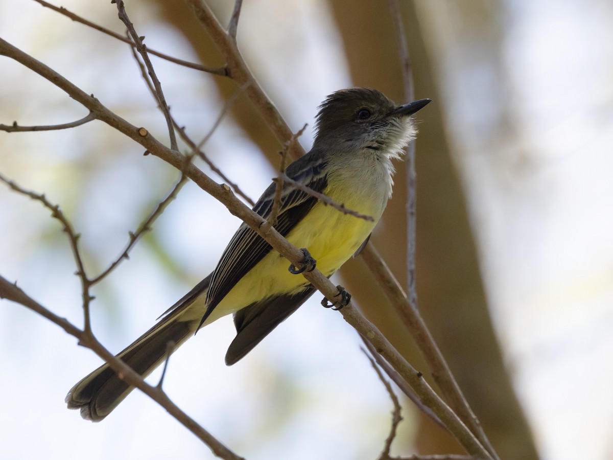 Pale-edged Flycatcher - David and Judy Smith