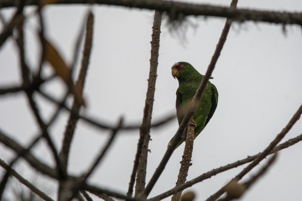 White-fronted Parrot - ML616837543