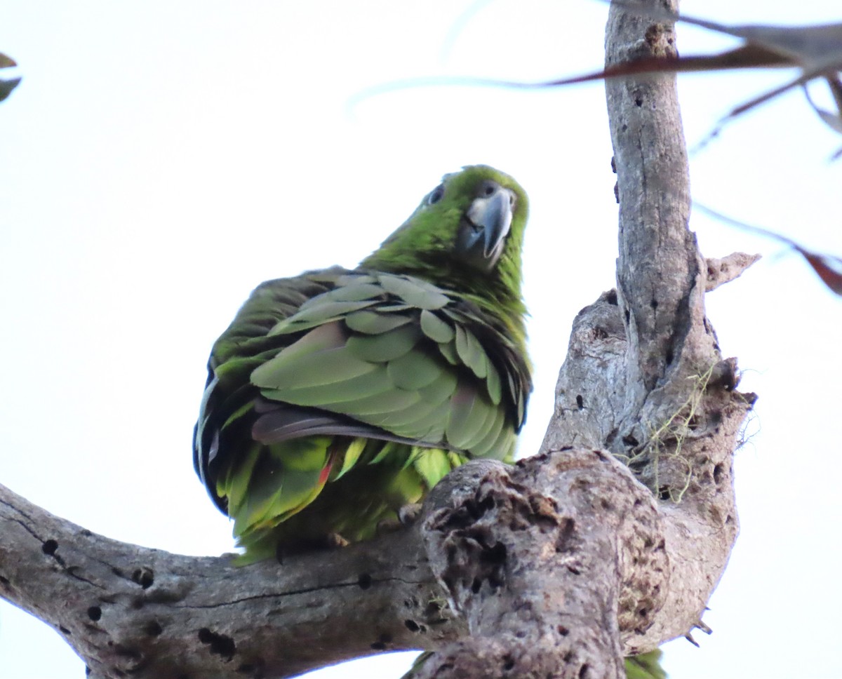Scaly-naped Parrot - ML616837585