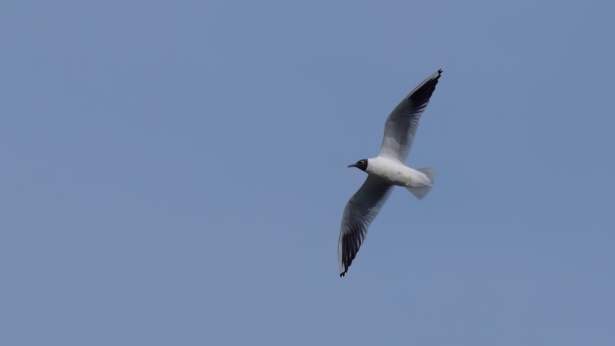 Mouette rieuse - ML616837646