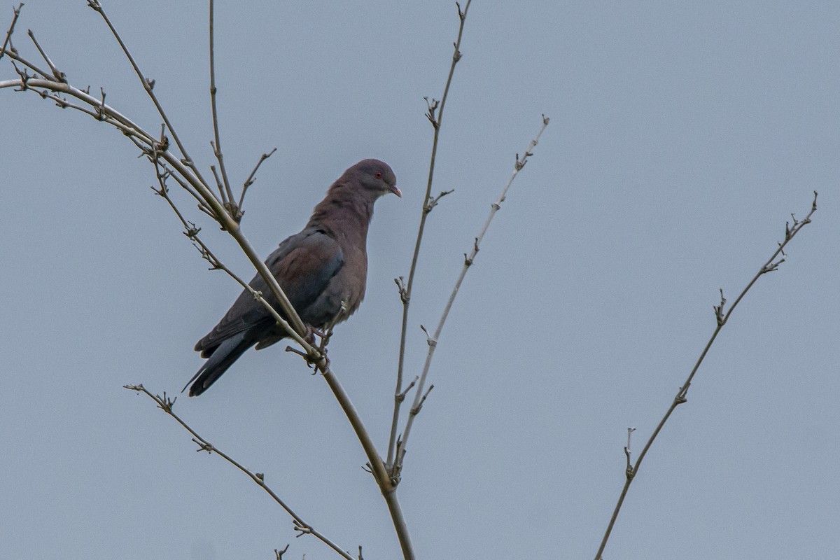 Red-billed Pigeon - ML616837653