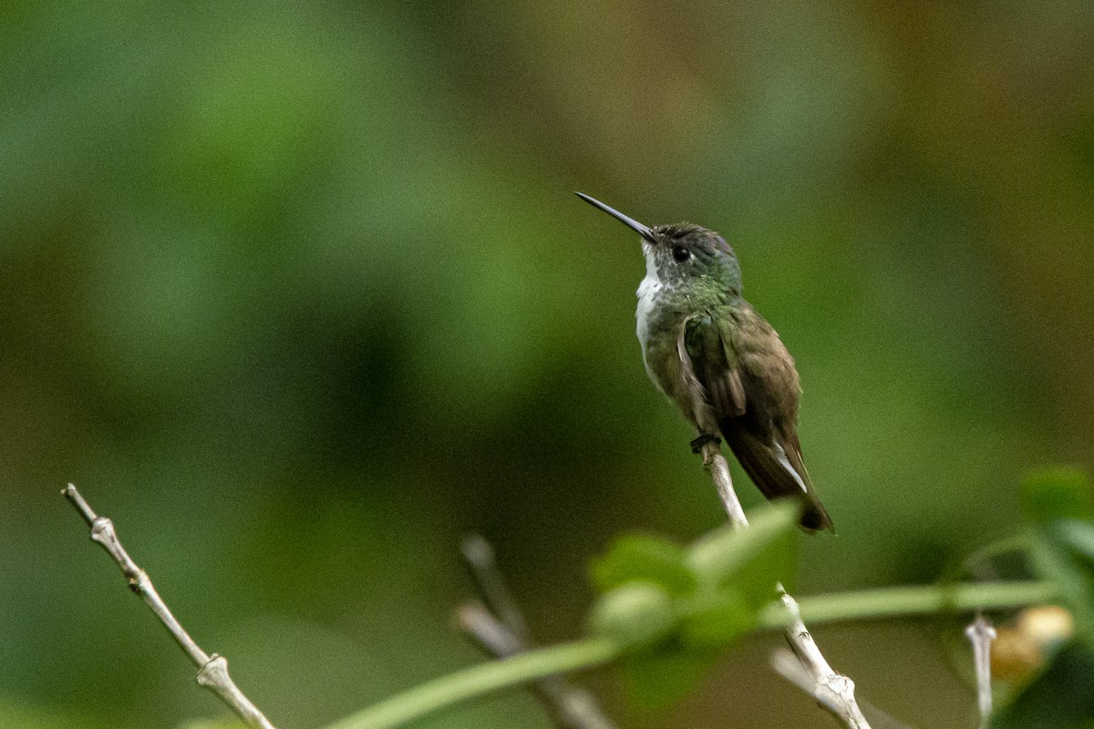 Azure-crowned Hummingbird - ML616837660