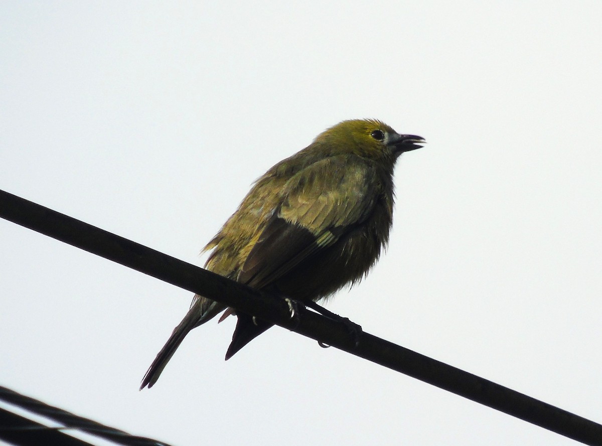 Palm Tanager - ML616837767