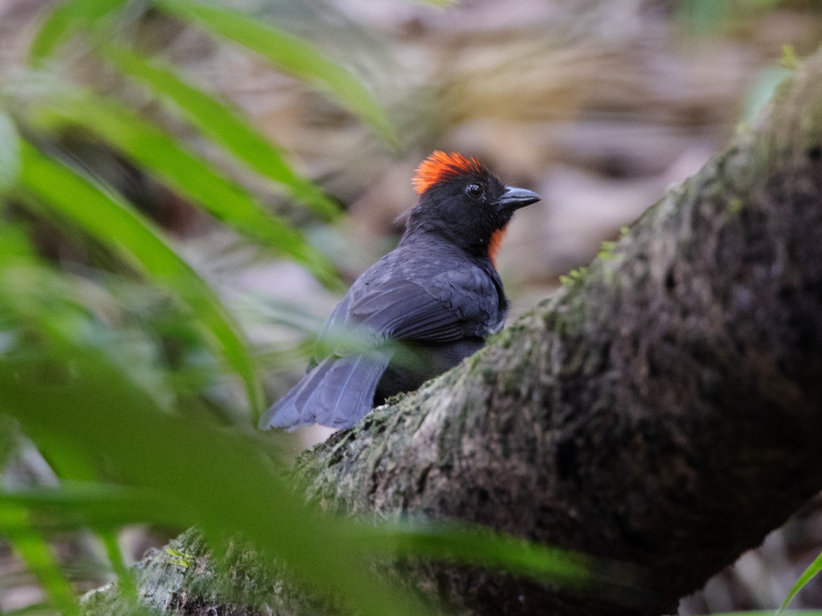 Sooty Ant-Tanager - ML616837827